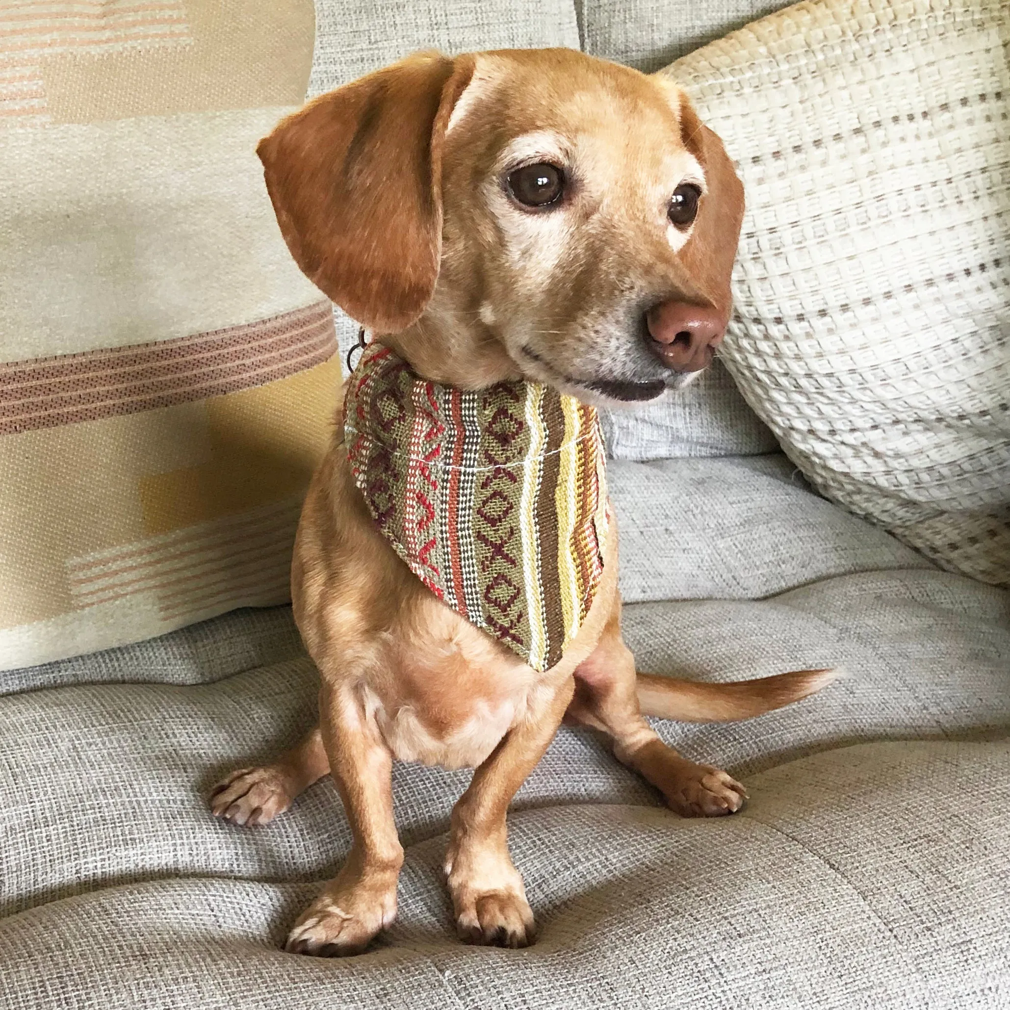 Dog Bandana Small - Moab Woven