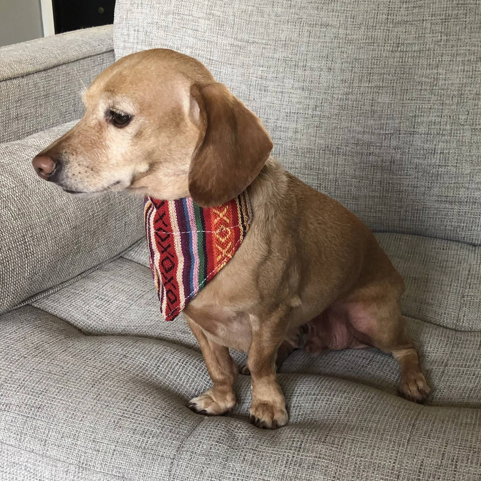 Dog Bandana Small - Salsa Woven