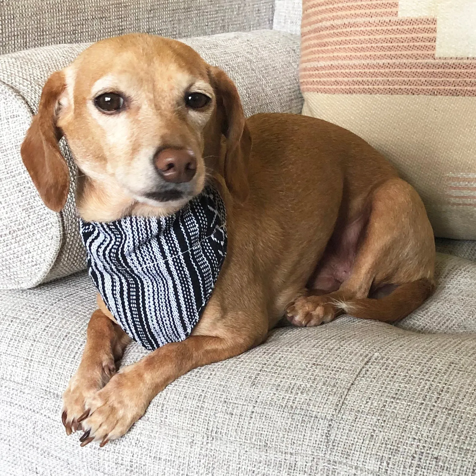 Dog Bandana Small - Salt & Pepper Woven