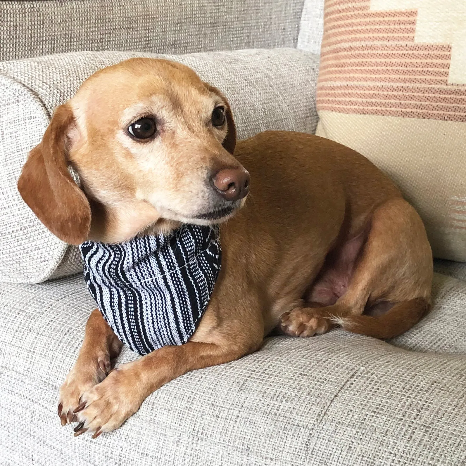 Dog Bandana Small - Salt & Pepper Woven