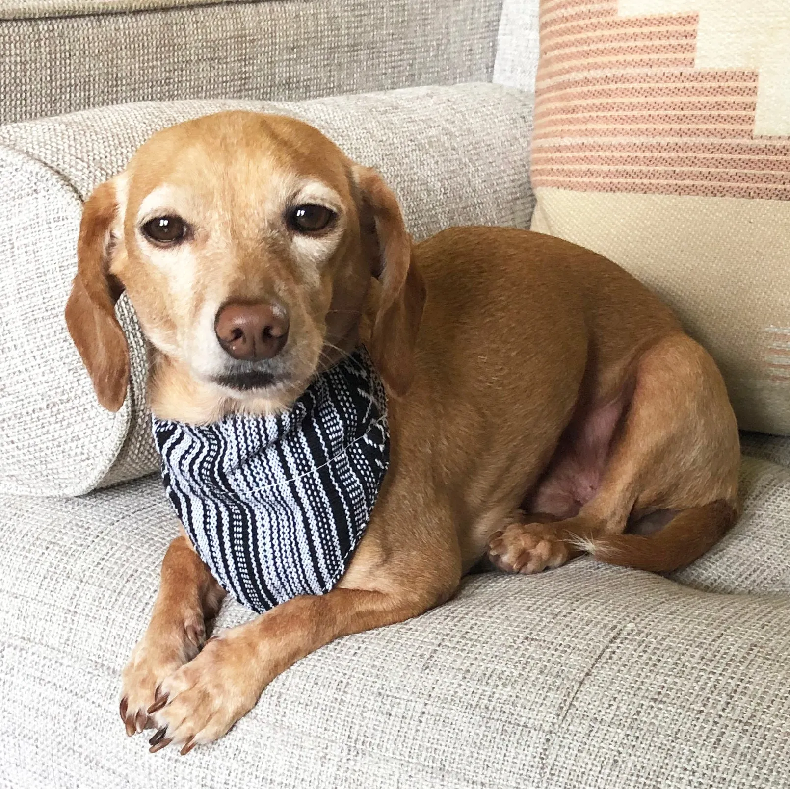 Dog Bandana Small - Salt & Pepper Woven