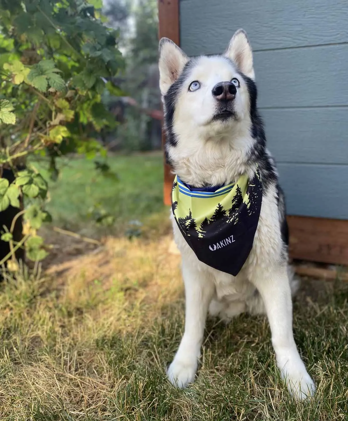 Morningside Dog Bandana