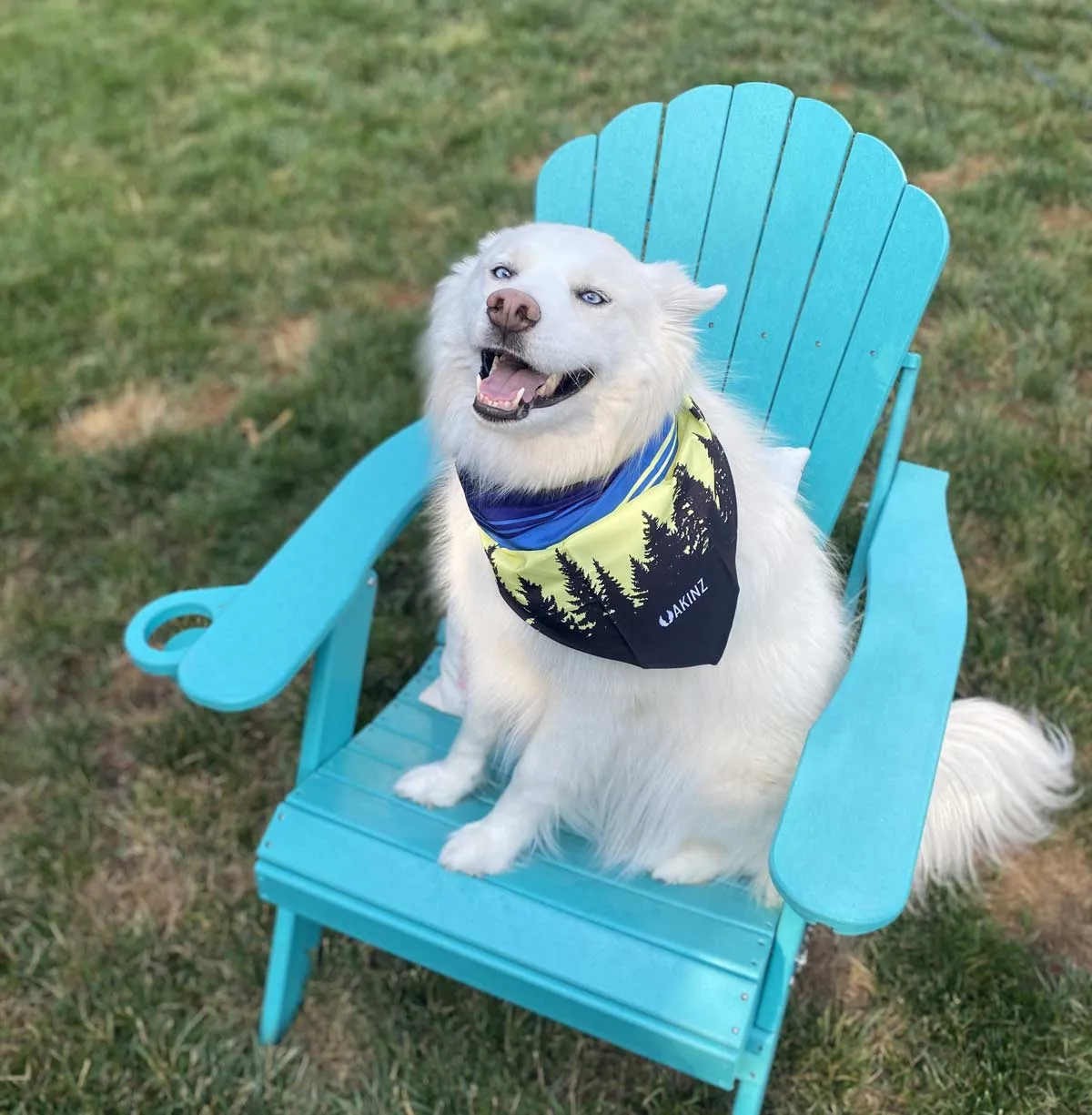 Morningside Dog Bandana