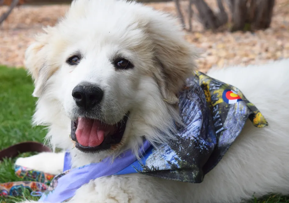 REVERSIBLE Sport Bandana