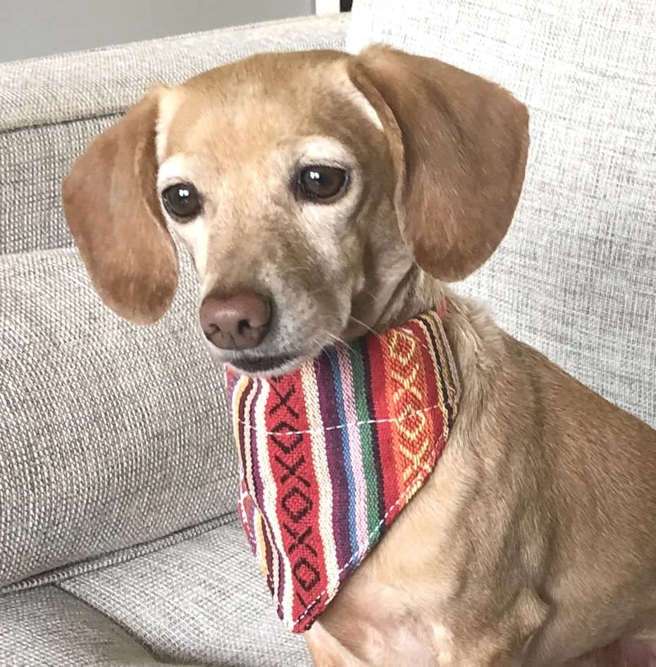 Walking Palm Dog Bandana