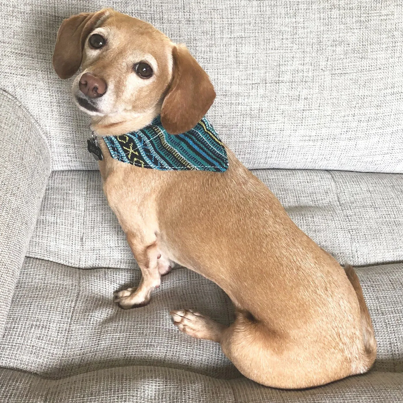 Walking Palm Dog Bandana