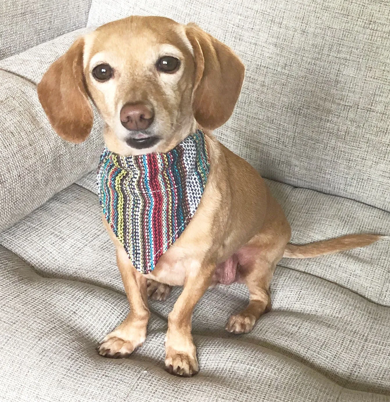 Walking Palm Dog Bandana