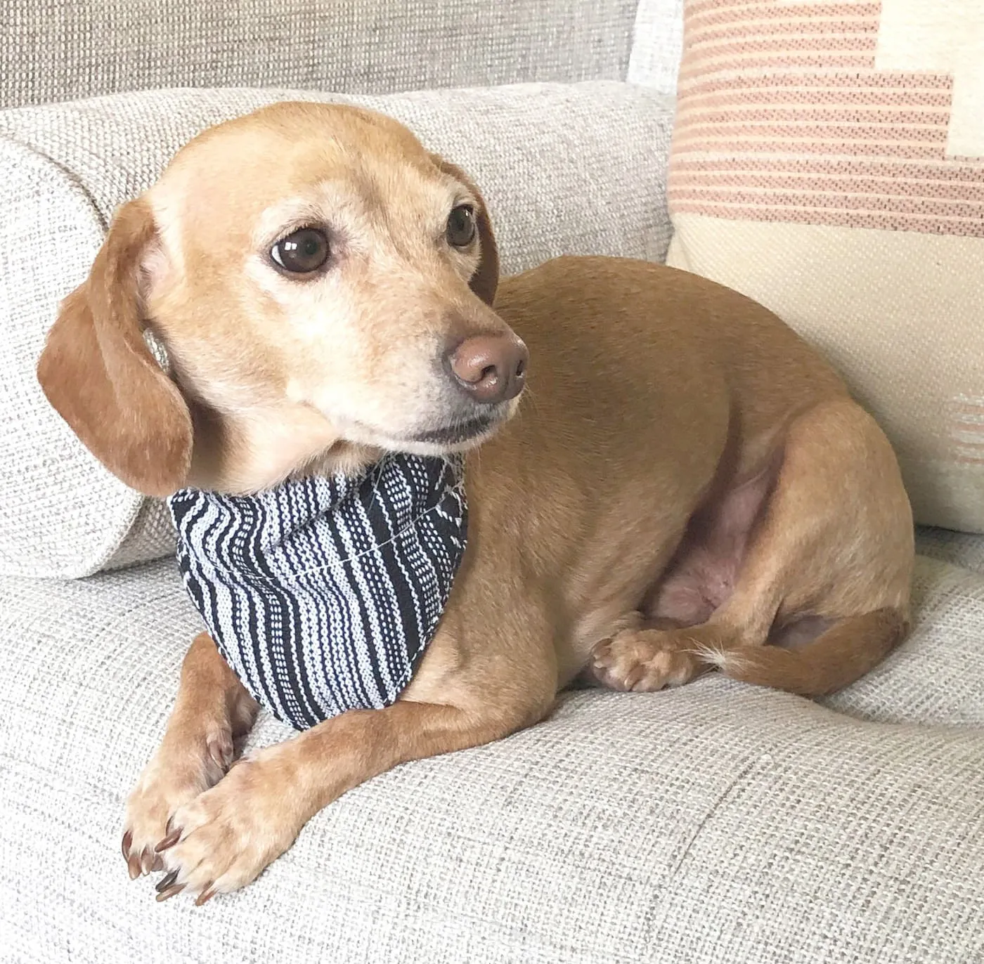 Walking Palm Dog Bandana